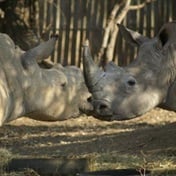 This rhino orphan was saved from a prison at two years old. Now she's given birth to five calves